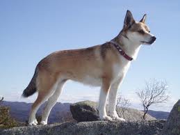 Norsk Lundehund